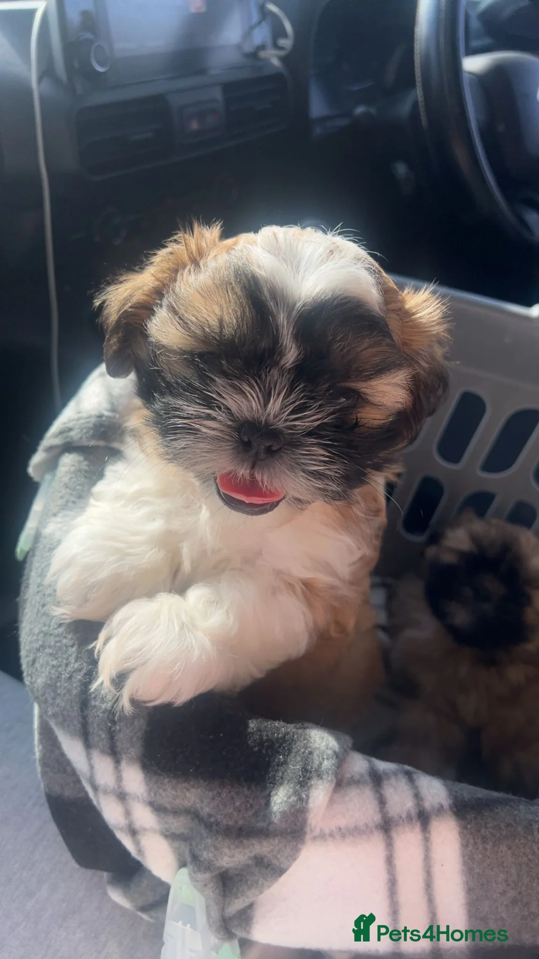 Shih Tzu dogs for sale: Available now! 1 Gorgeous little boy left🥰 - Advert 1