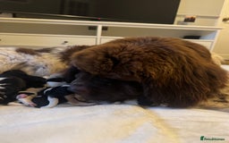 Newfoundland dogs for sale: QUALITY KC REGISTERED NEWFOUNDLAND PUPPIES - Image 11