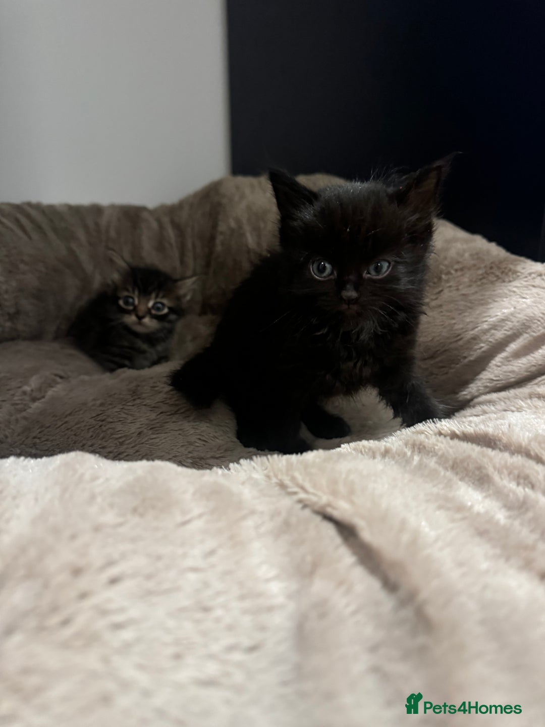 British Longhair cats for sale: 6 Super Friendly British Long Haired Kittens - Image 5