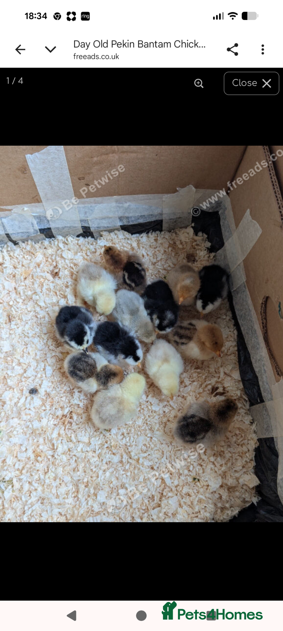 Chickens poultry Day old pekin bantam chicks  - Advert 1