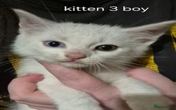 Maine Coon cats for sale: Maincoon kittens  - Image 6