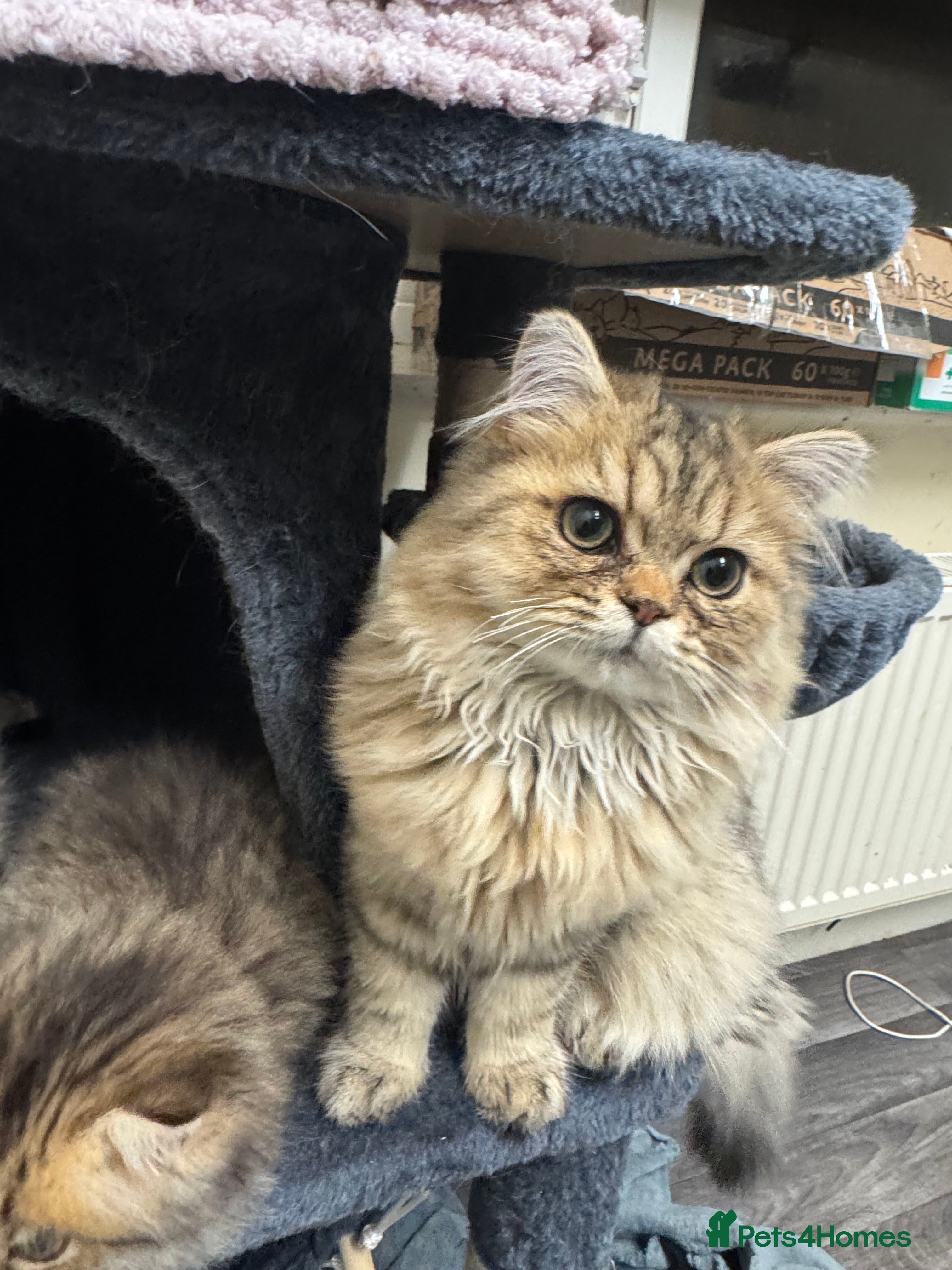 Persian cats Golden Shaded Beautiful loving boy  🐾🤎 - Advert 1