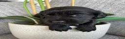 Cocker Spaniel dogs for sale: KC Registered Cocker Spaniel Puppies - Advert 17