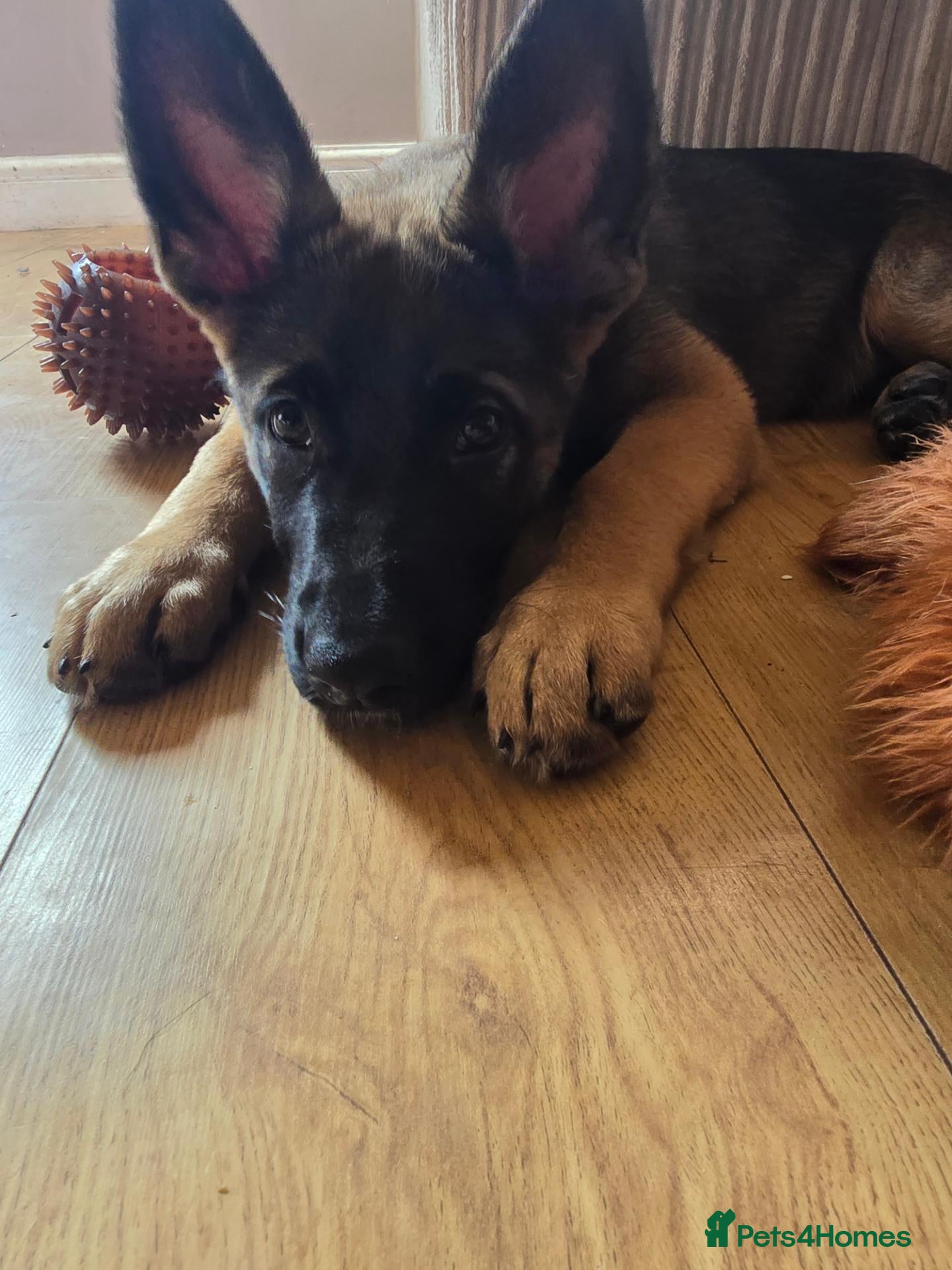 Mixed Breed dogs German sheperd x Belgium Mallinois (10 weeks) - Advert 1