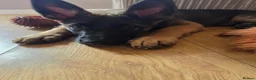 Mixed Breed dogs for sale: German sheperd x Belgium Mallinois (10 weeks) - Advert 1