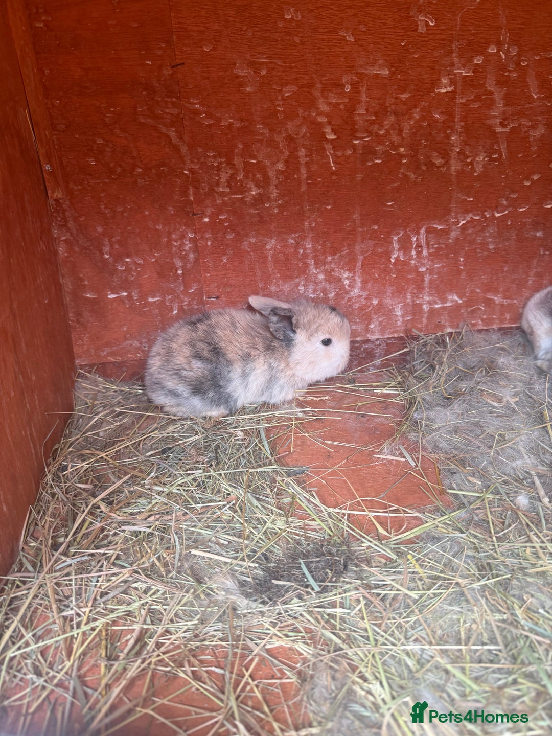 Dwarf Lop rabbits for sale: Dwalf lop babies for sale  - Advert 6
