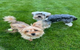 Yorkshire Terrier dogs for sale: Beautiful Chocolate Orange Yorkshire Terriers - Image 22