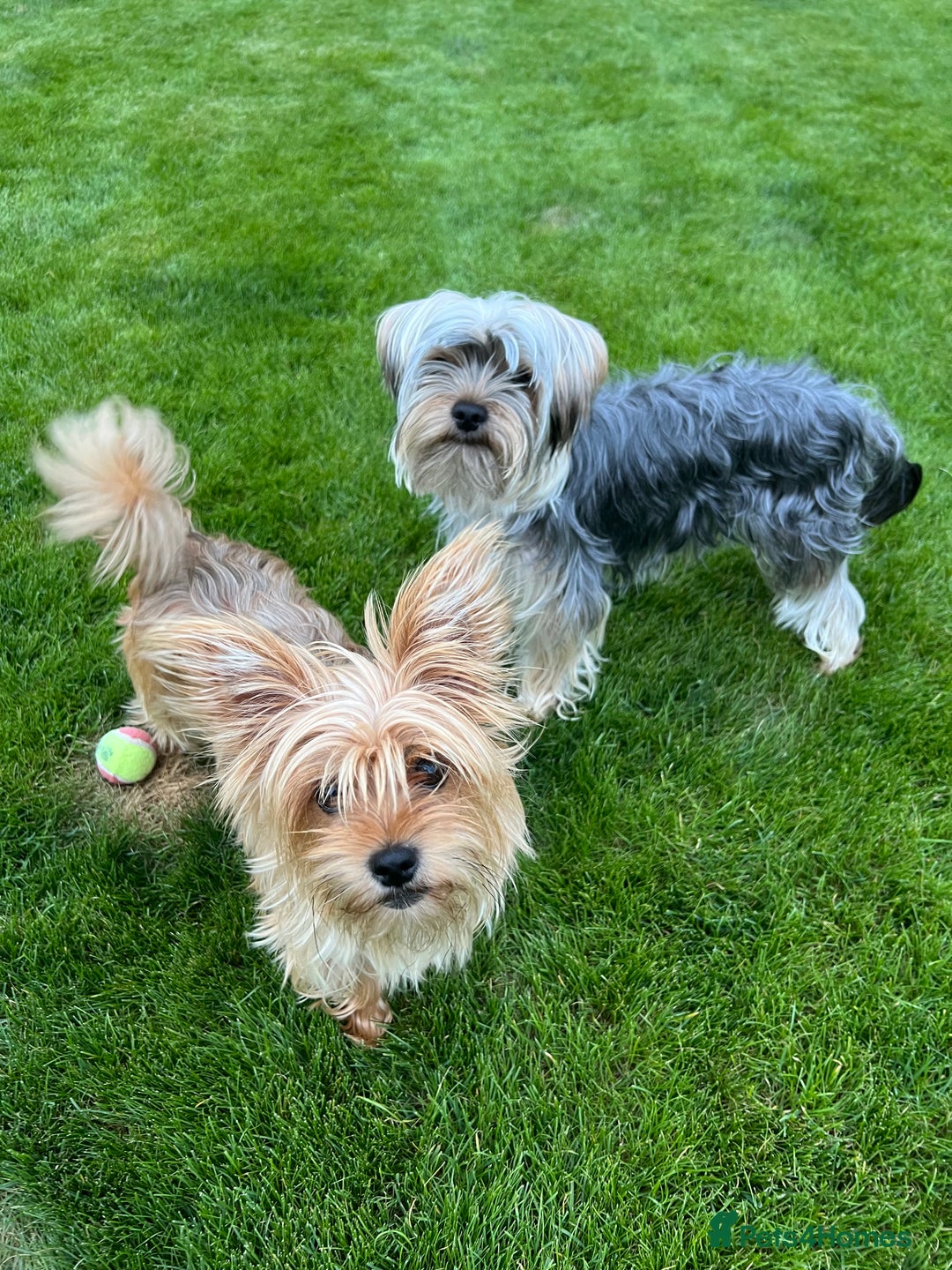 Yorkshire Terrier dogs for sale: Beautiful Chocolate Orange Yorkshire Terriers - Image 22