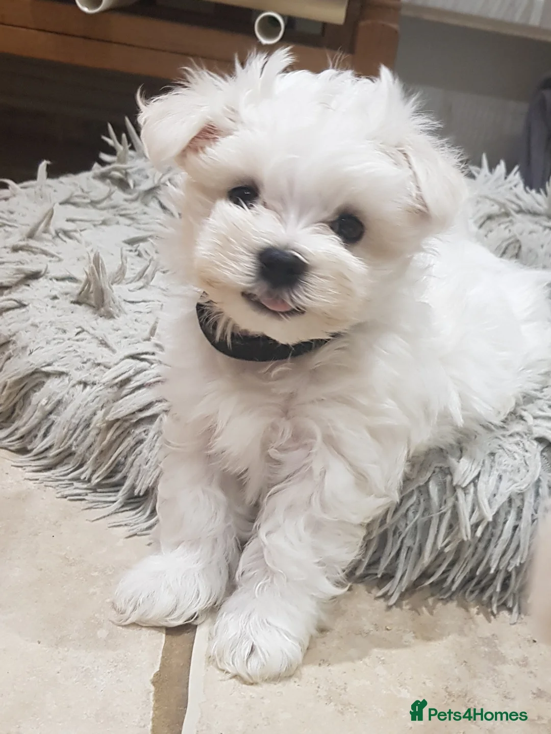 Maltese dogs for sale: Korean Maltese puppies for adoption - Advert 17