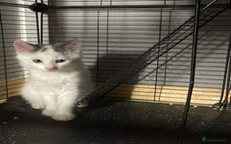 British Shorthair cats for sale: Kitten for sale - Image 1