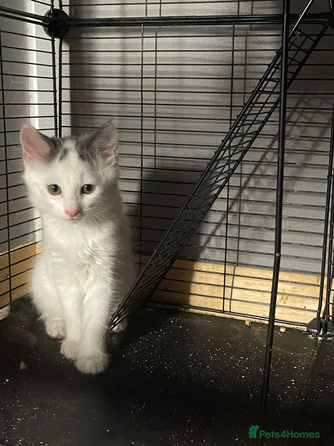 British Shorthair cats for sale: Kitten for sale - Image 1