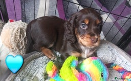 Cocker Spaniel dogs for sale: Chocolate & Tan, Working cocker boys available! - Image 7