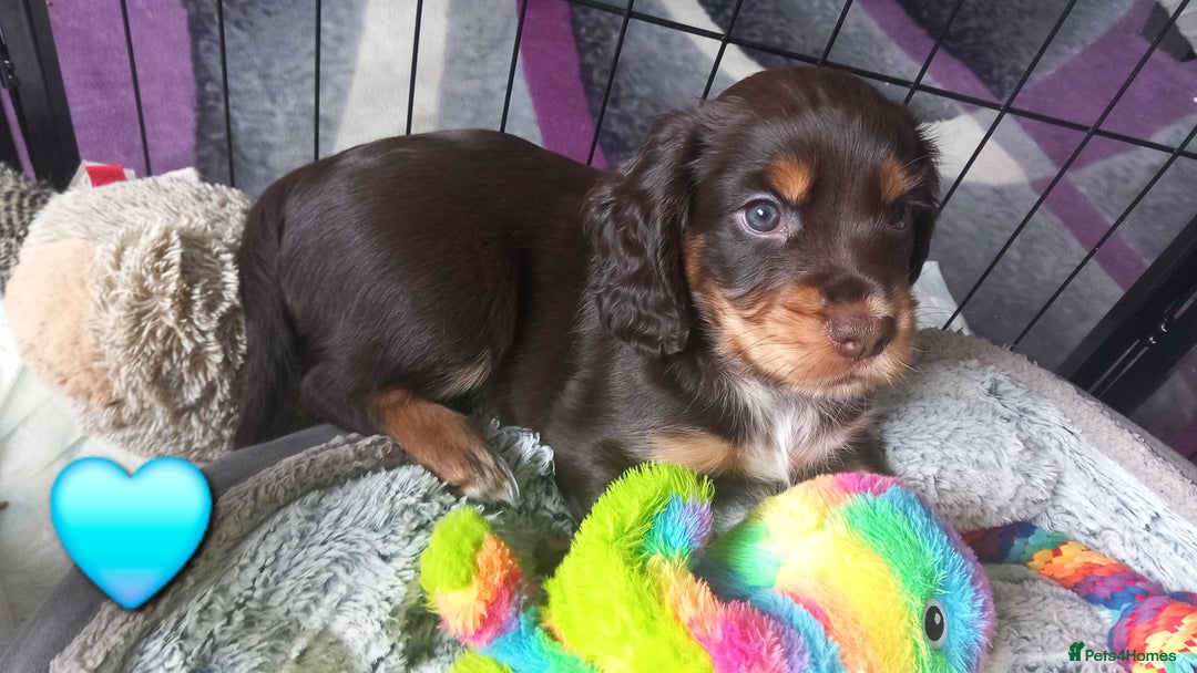Cocker Spaniel dogs for sale: Chocolate & Tan, Working cocker boys available! - Image 7