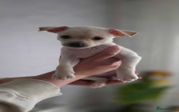 Pomchi dogs for sale: Amazing little Pomchi Pups - Image 3