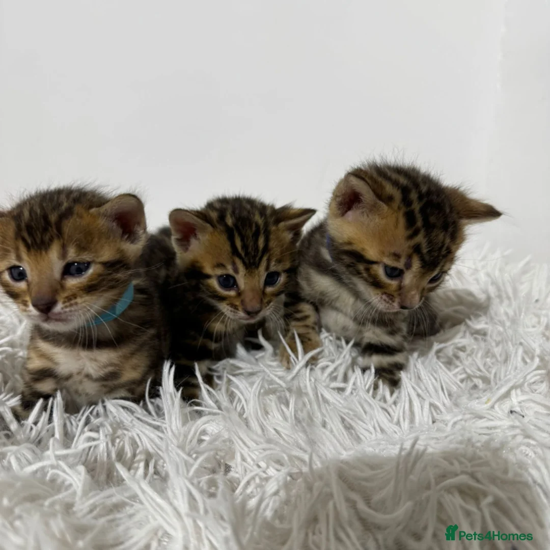 Bengal cats for sale: Luxury 5-Generation-Pedigree Bengal Kittens - Advert 1