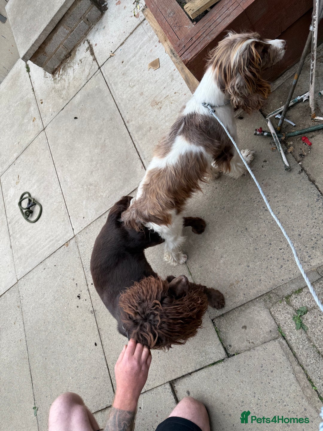 Cocker Spaniel dogs for sale: English cocker spaniel puppies - Image 9