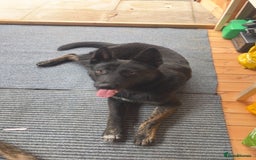 Mixed Breed dogs for sale: Presa canario x german shephard & german shephard - Image 1