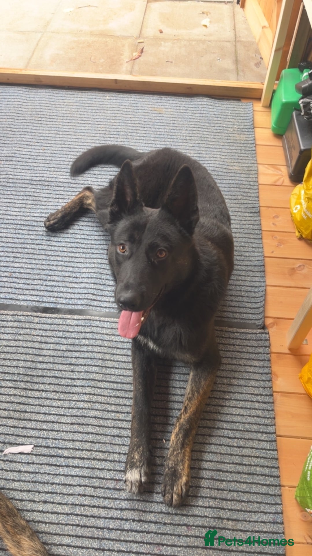 Mixed Breed dogs for sale: Presa canario x german shephard & german shephard - Image 1