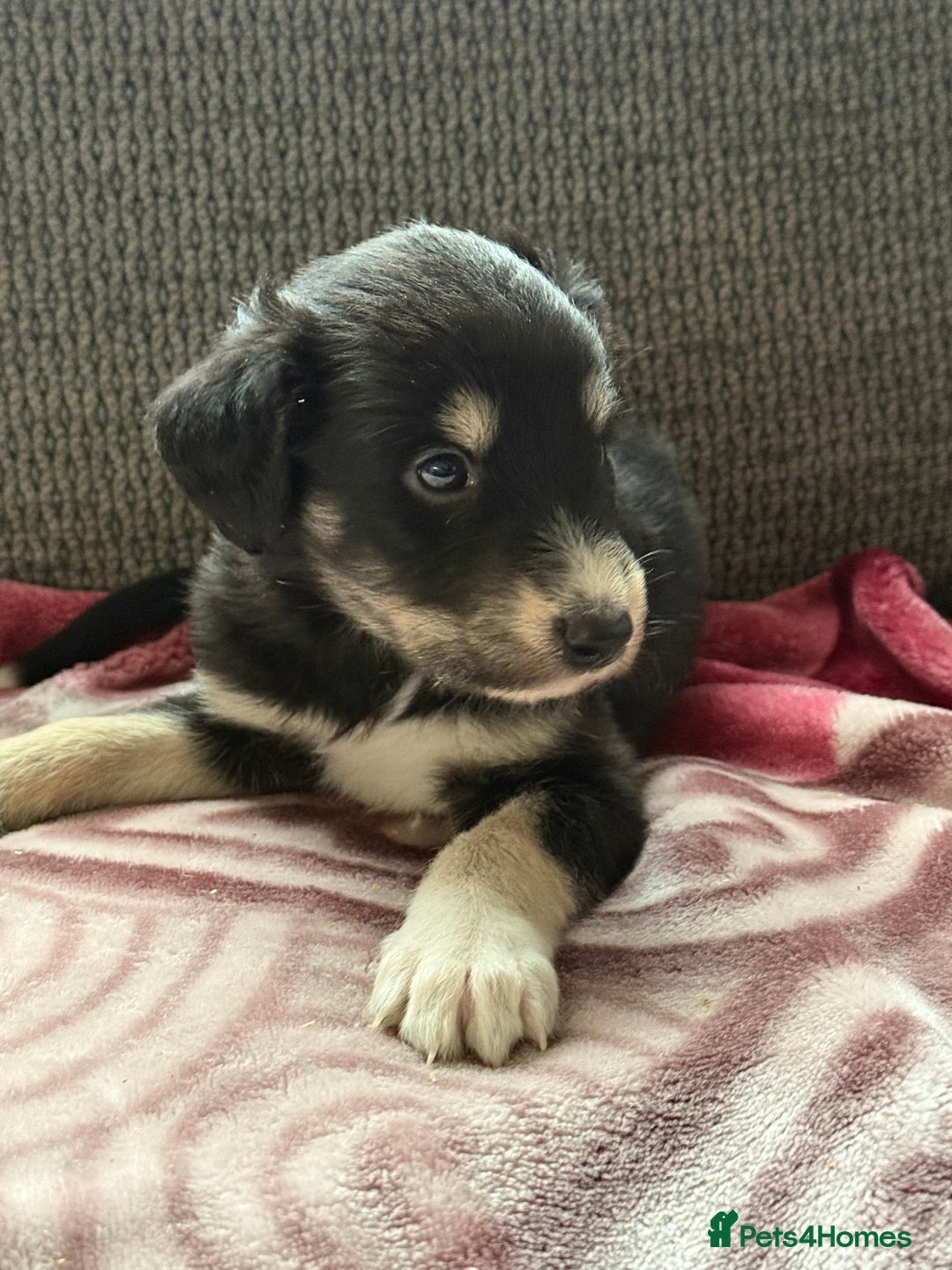 Lurcher dogs for sale: Beautiful woolly coated lurcher pups  - Advert 19