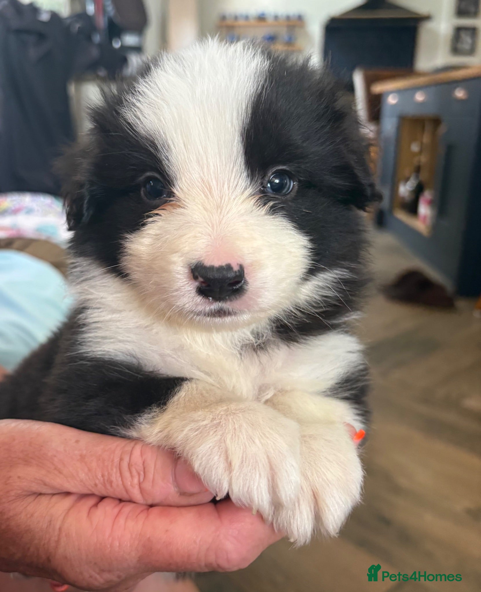 Border Collie dogs Stunning border collie pups - Advert 1
