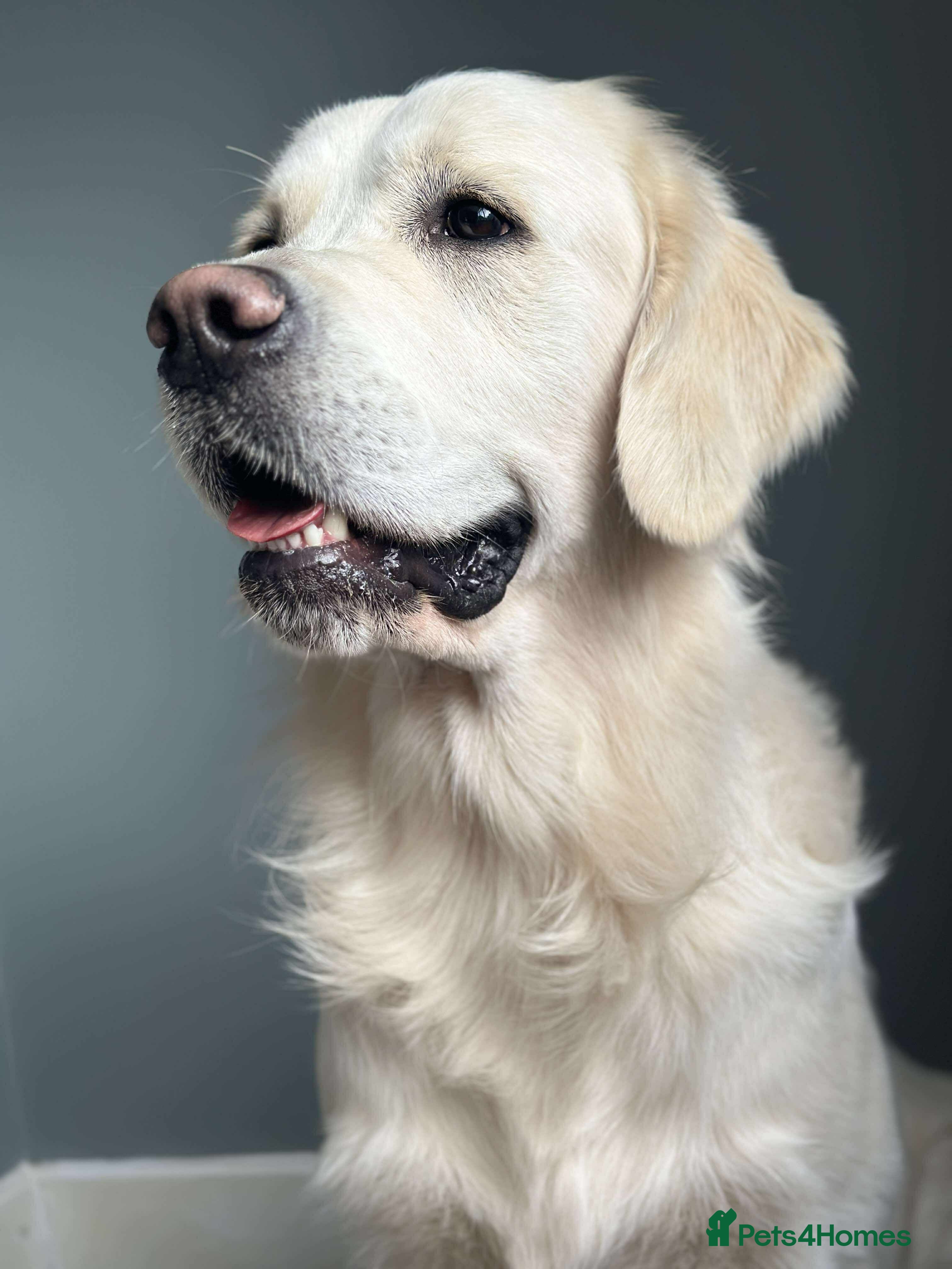 Golden Retriever dogs KC DNA tested white Boy avialable for Stud - Advert 2