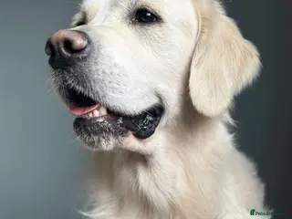 Golden Retriever dogs KC DNA tested white Boy avialable for Stud - Advert 2