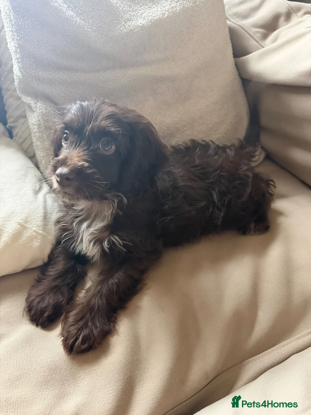Cockapoo dogs for sale: 10 week old cockapoo - Advert 5