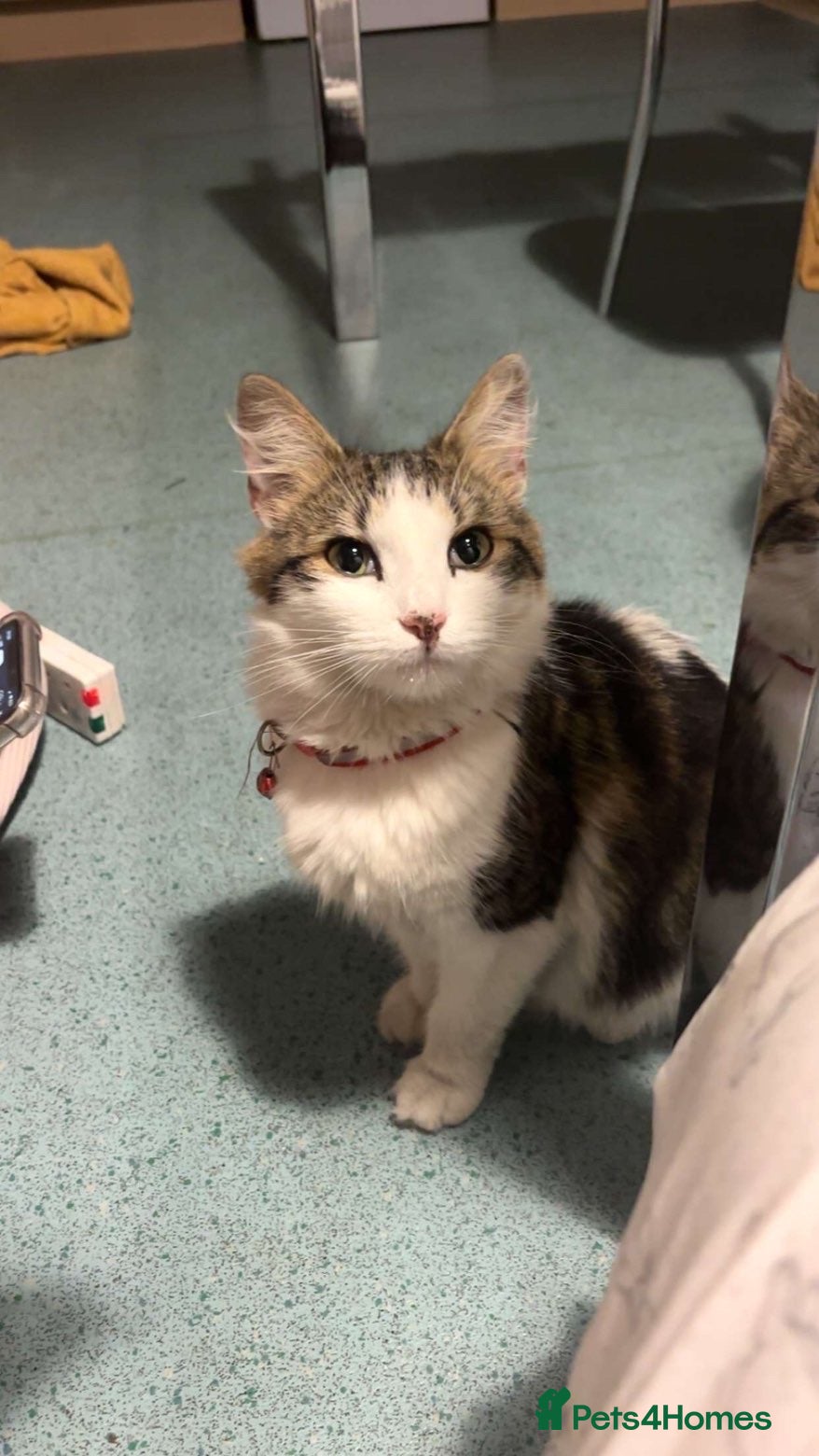 Mixed Breed cats Playful 8Weeks Kittens Tabby Grey&White solid grey - Advert 1