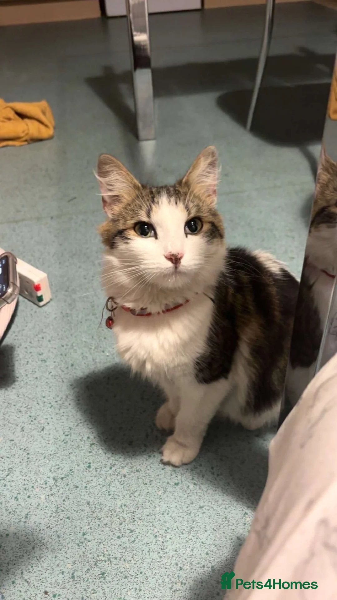 Mixed Breed cats for sale: Playful 8Weeks Kittens Tabby Grey&White solid grey in Bradford - Advert 1