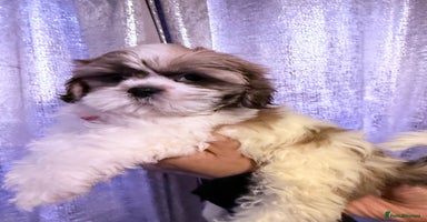 Shih Tzu dogs - Advert 1
