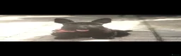 Scottish Terrier dogs for sale: Scottish terrier puppies - Advert 6