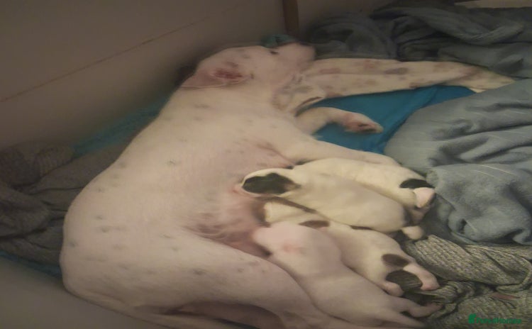 Parson Russell dogs Parsons terrier 3 boys 1 girl - Advert 2