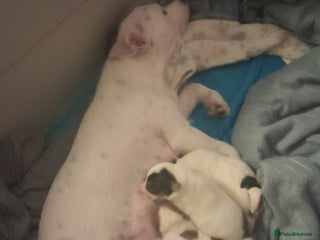 Parson Russell dogs for sale: Parsons terrier 3 boys 1 girl - Advert 1