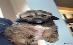 Shihpoo dogs for sale: 🩷 Beautiful Shihpoo Puppies available 💙 - Image 1