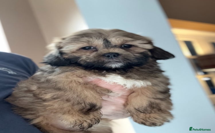 Shihpoo dogs - Advert 2