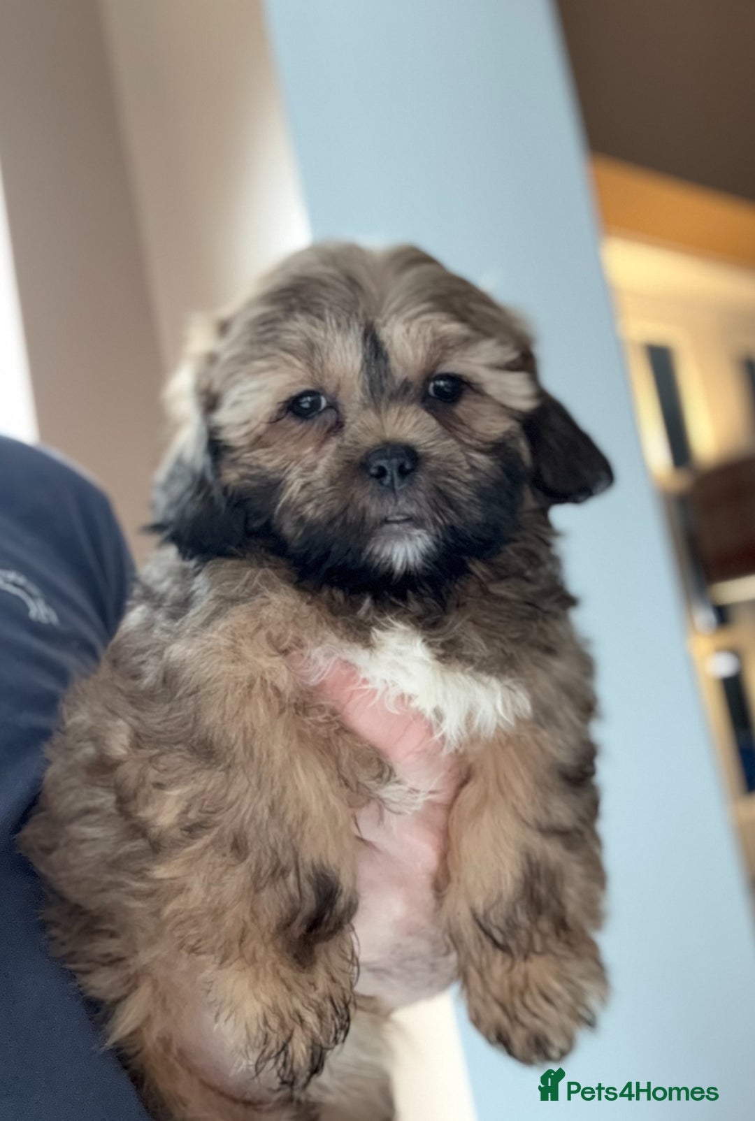 Shihpoo dogs for sale: 🩷 Beautiful Shihpoo Puppies available 💙 - Image 1