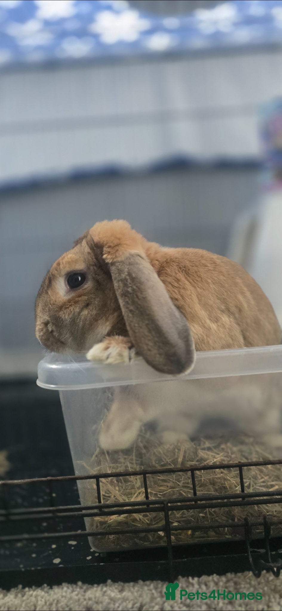 Mixed Breed rabbits Ginger Male Rabbit - Advert 15