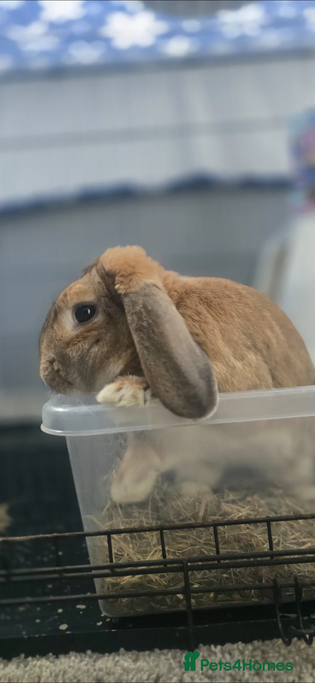 Mixed Breed rabbits for sale: Ginger Male Rabbit in Grimsby - Advert 1