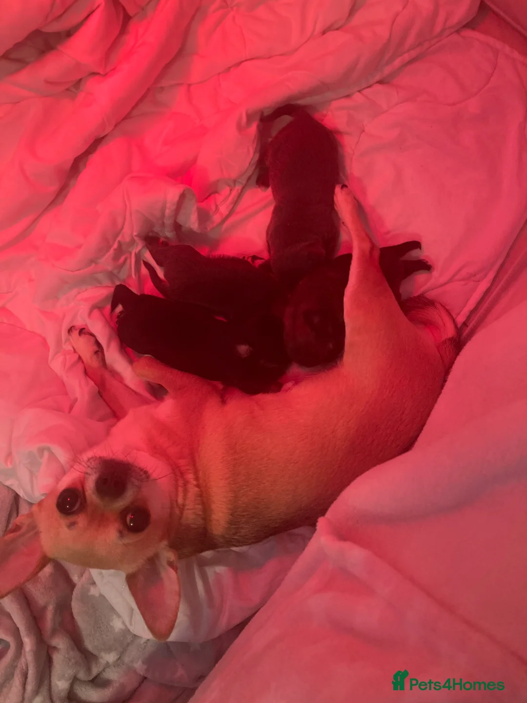 Chihuahua dogs for sale: 4 chihuahua puppies in Glasgow - Advert 2