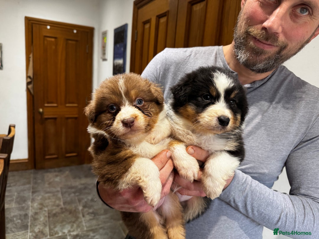 Australian Shepherd dogs for sale: Fully health tested KC registered Aussie shepherd - Advert 1