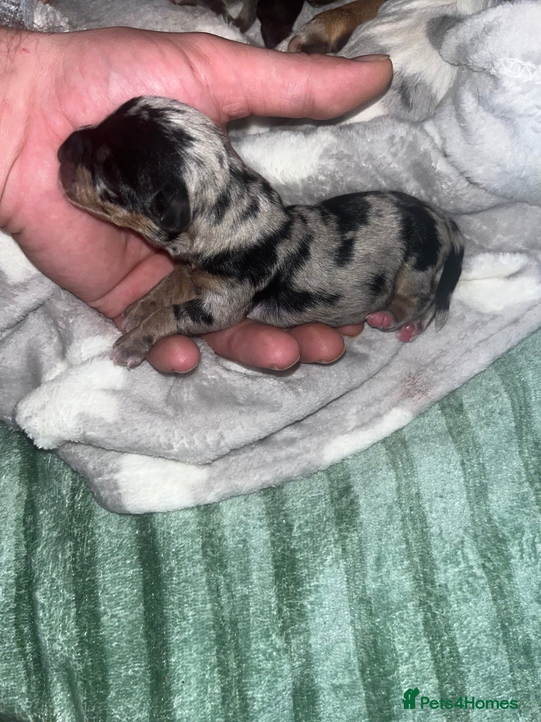 Jack Russell dogs for sale: Miniature Tri coloured Merle Jack Russell  - Image 14