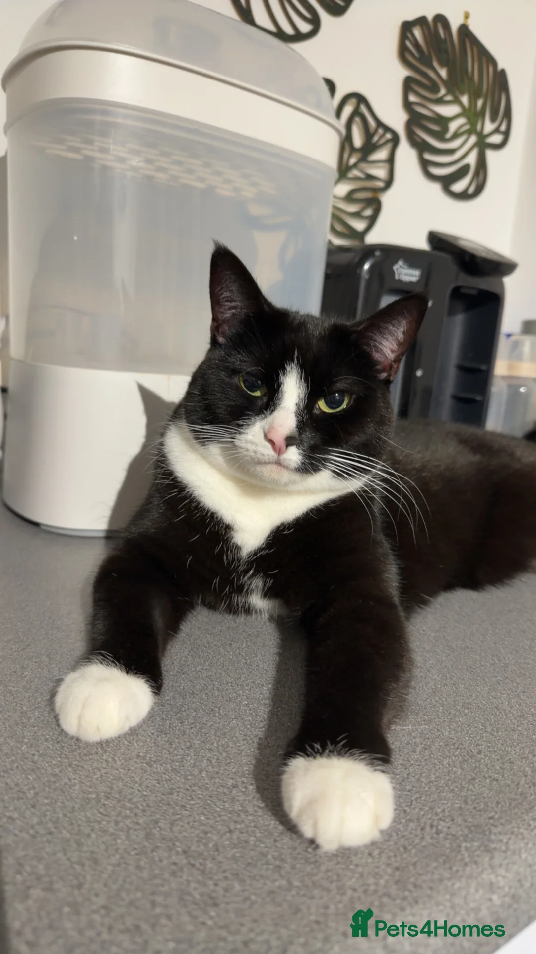 British Shorthair cats for sale: Two Cats For Rehoming - Advert 2