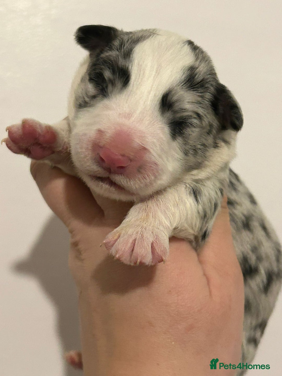 Border Collie dogs for sale: TopClass KC Health tested Border Collie Puppies  - Advert 14