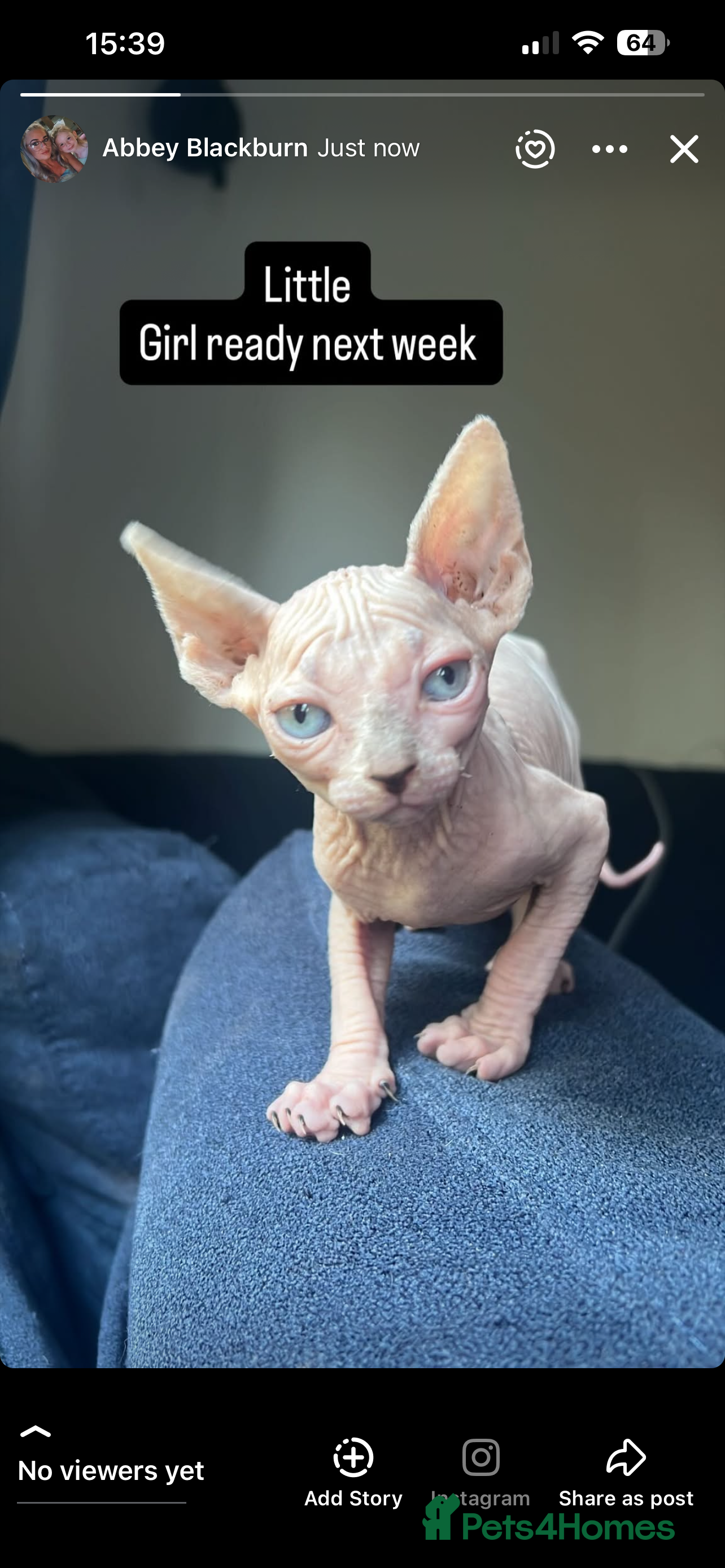 Sphynx cats One blue eye bald girl left  - Advert 1