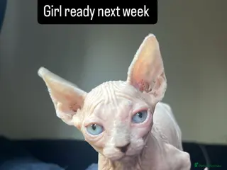 Sphynx cats One blue eye bald girl left - Advert 2
