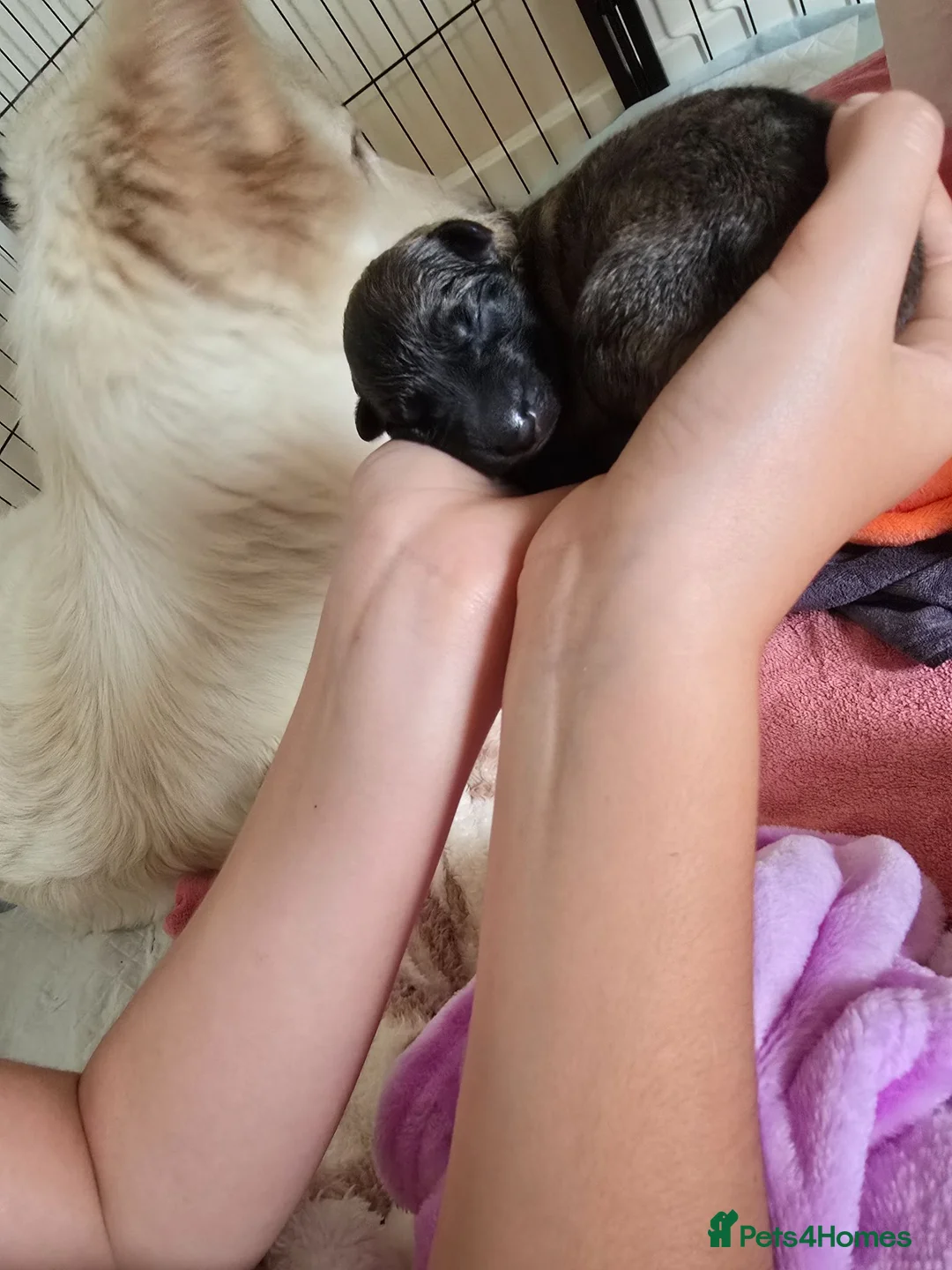 German Shepherd dogs for sale: Proud to Announce Lunas beautiful first litter 💕 - Advert 25