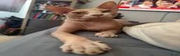 Mixed Breed cats for sale: Sphynx cross kittens  - Advert 12