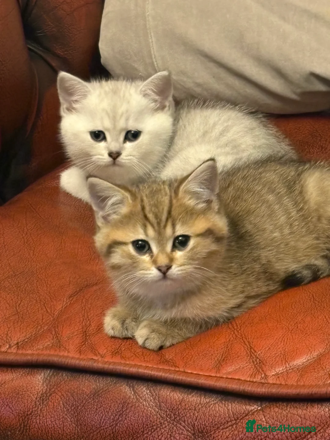 British Shorthair cats for sale: Exquisite super friendly litter of BSH  - Advert 3