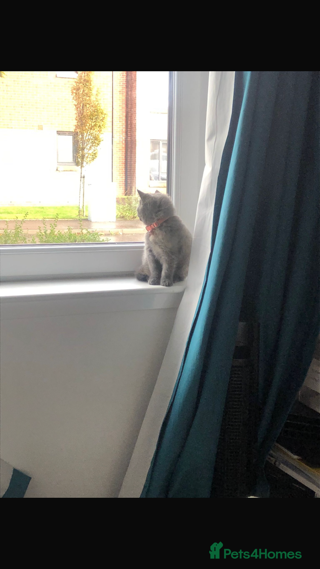 British Shorthair cats for sale: Shorthair female cat and cat stuff - Advert 5