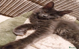 Maine Coon cats for sale: Maine Coon Kittens Polydactyl. Tortie. White - Image 15